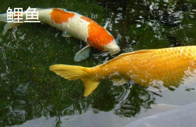 各种淡水鱼价格排名