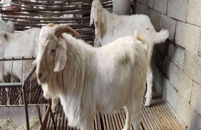 什么是山羊养殖方法