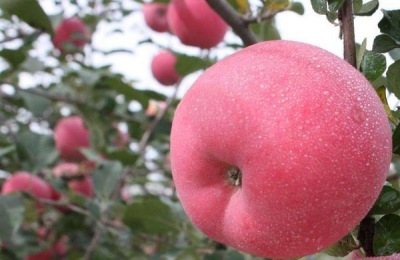 硝酸磷钾肥如何使用