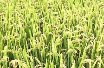 南粳9108与南粳46区别，附南粳9108品种介绍