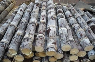 一株黑皮甘蔗苗多少钱?种植前景如何