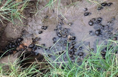 牛蛙吃什么饲料