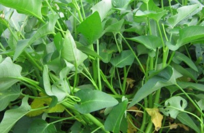 空气菠萝的价格是多少?什么品种贵