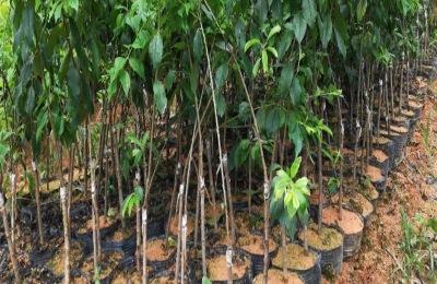 一棵垂柳苗多少钱?哪里有卖