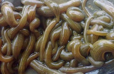 水蛭的产地在哪里?有哪些品种