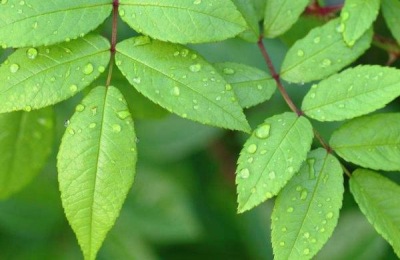 植物生长激素有哪些