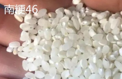 南粳9108与南粳46区别，附南粳9108品种介绍