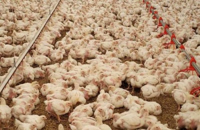 11月肉鸡一斤多少钱？养肉鸡还赚钱吗