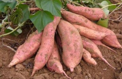 栗子红薯一斤多少钱？市场前景如何？(附种植技术)