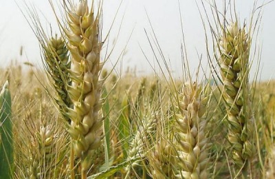 众信麦998品种介绍