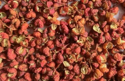 一株花椒苗的价格是多少？一亩地种株花椒苗适宜