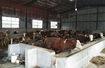 肉牛吃什么饲料长得快,养牛春节对联七字