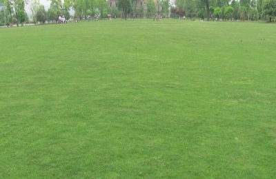 一平方米的草坪价格是多少?常见的草坪品种