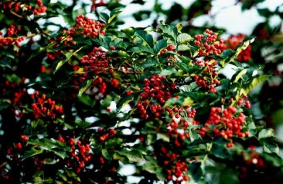 汶川特产有哪些