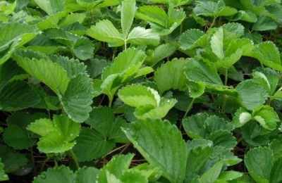 种草莓用什么肥