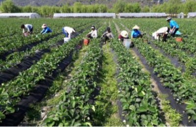 一株巧克力布丁果树苗多少钱？种植巧克力布丁果赚钱吗