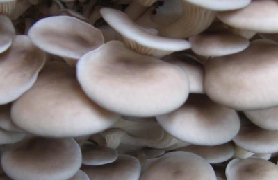 凤尾菇一斤多少钱？和平菇有什么区别？(附种植前景和技术)