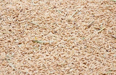 在农村种水稻,不翻耕种植可行吗