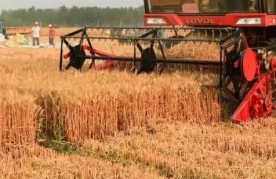 芒种几天割麦子