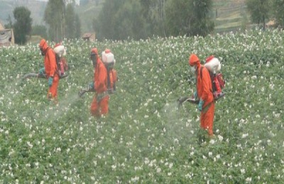 一桶农药加入多少红糖