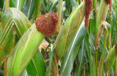 强育H712玉米品种介绍