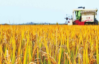 农村四大致富之路，不想打工的农民可以看看