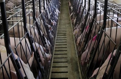 现代化猪场的防疫设施、设备有哪些