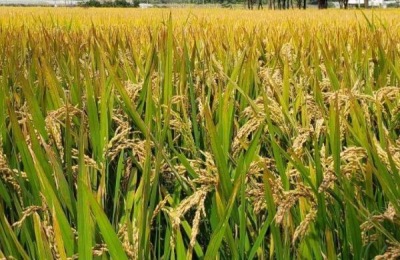 南粳5718品种介绍