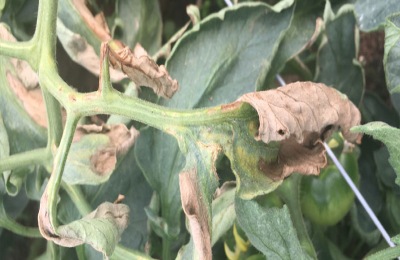 络氨铜防治哪些病害