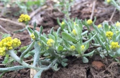 清明菜种植方法