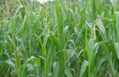 宏硕635玉米种特征特性