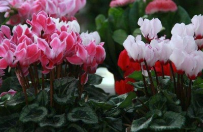 仙客来老球需要重新种植吗?应该怎么养护