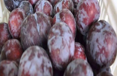 黑布林是转基因水果吗?一斤多少钱?(附种植前景和技术)