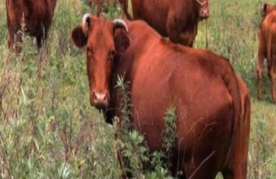 秦川牛有哪些养殖技术