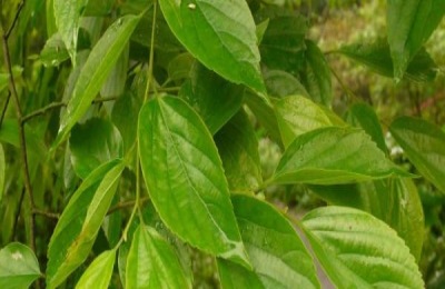 朴树有哪些常见品种？不同品种的价格差别是多少