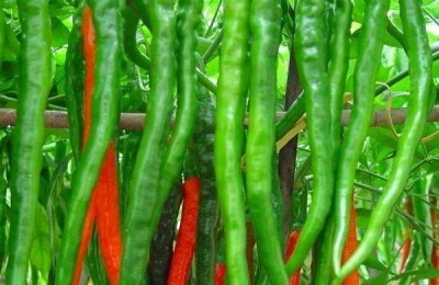 辣椒不能施什么肥