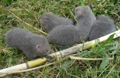 农民创业致富有哪些好项目