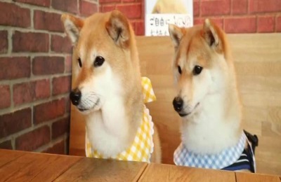 怎样养日本柴犬