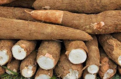 木薯产地在哪里?木薯有哪些常见品种