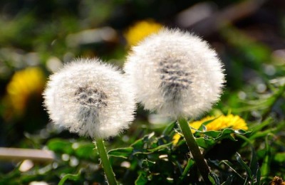 三唑酮的使用方法,大麦小麦及玉米高粱用法用量均不同