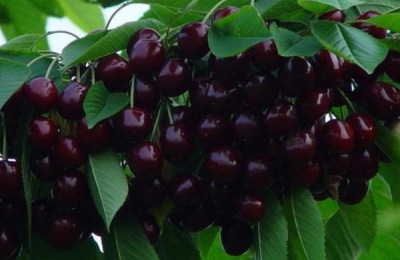 苦樱桃的市场价格是多少?苦樱桃的种植前景如何