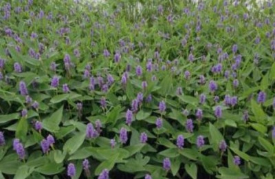 藤蔓植物的价格是多少？哪些藤蔓适合庭院养护