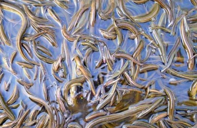 黄鳝养殖成本，鳝苗和饵料开支最大