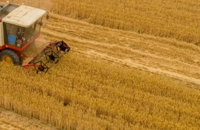 芒种几天割麦子