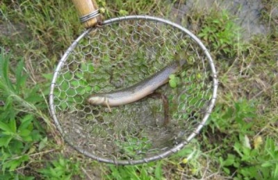 泥鳅一斤多少钱?泥鳅养殖前景分析