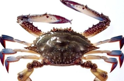 哪里有梭子蟹生产?螃蟹有哪些品种