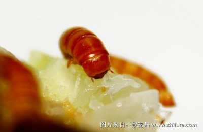 一斤黄粉虫多少钱?黄粉虫养殖前景分析