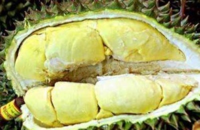 榴莲核可以种植吗?怎么种