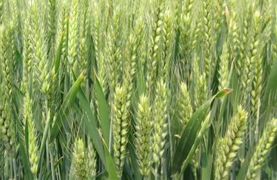 中麦998品种介绍