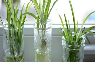 常见的水生绿色植物品种有哪些？它的价格是多少